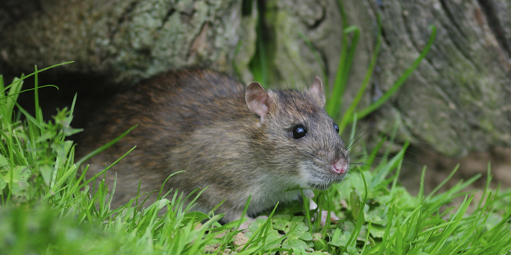 Brown Rat