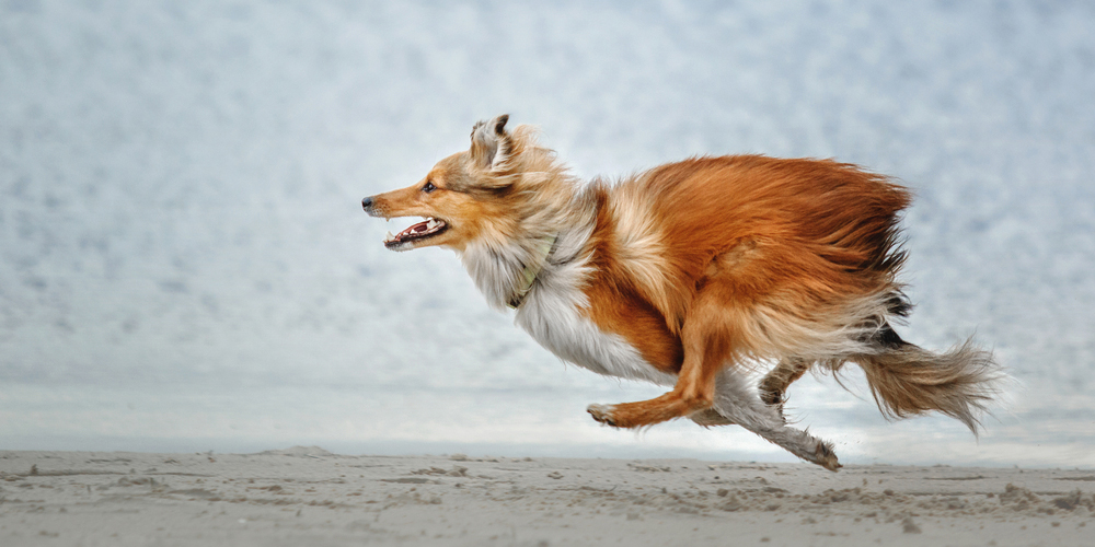 Dog Running