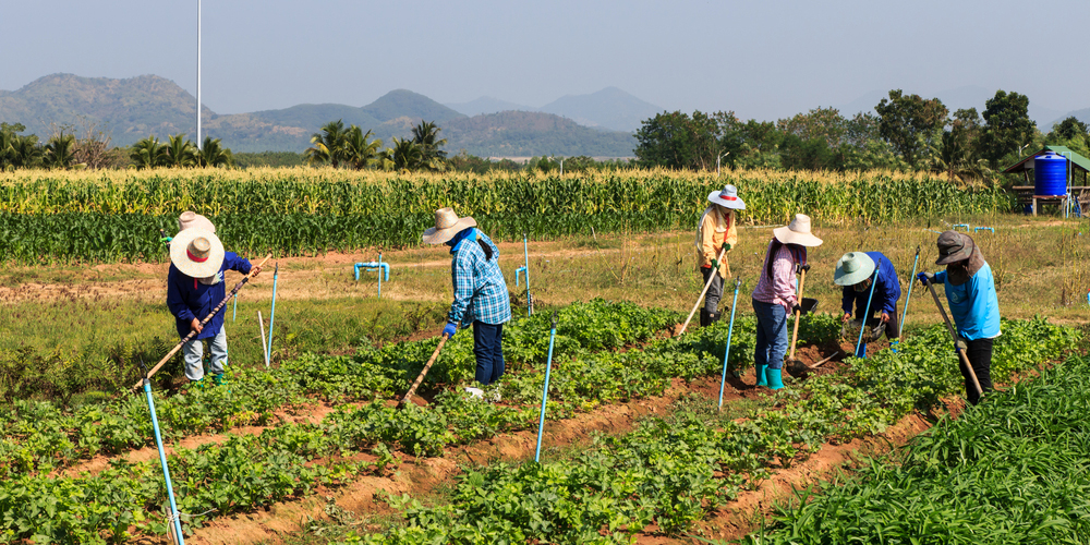 Farm Workers