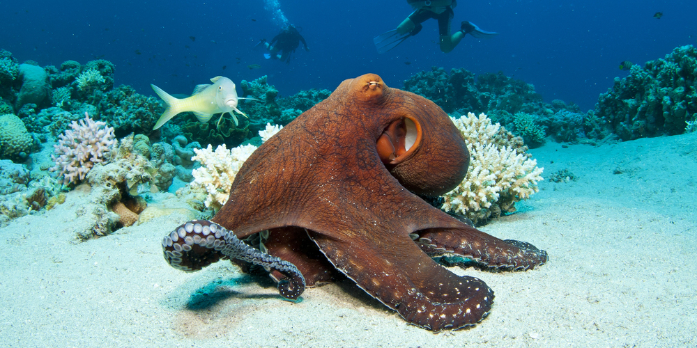 Octopus