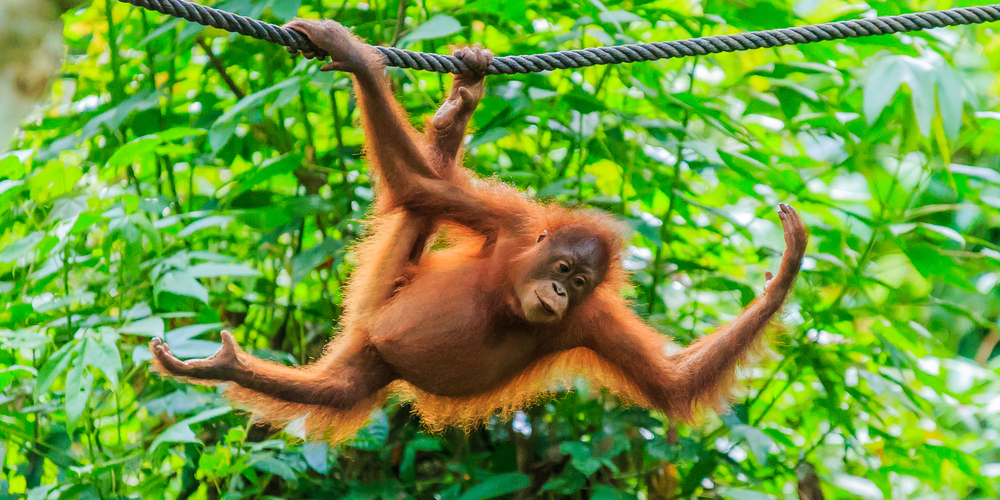 Orangutan