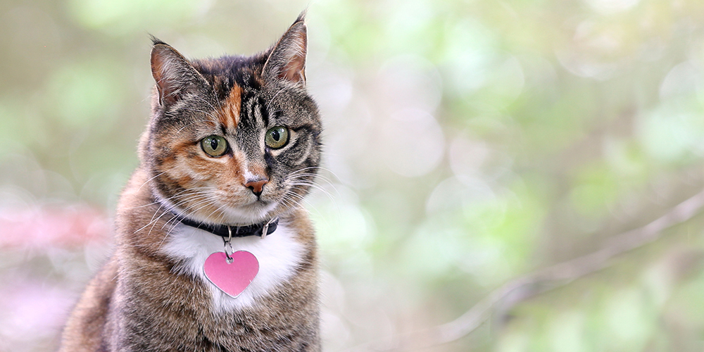 pet-collar