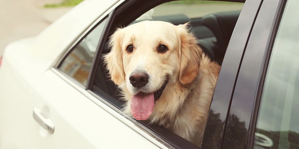 pet-in-car