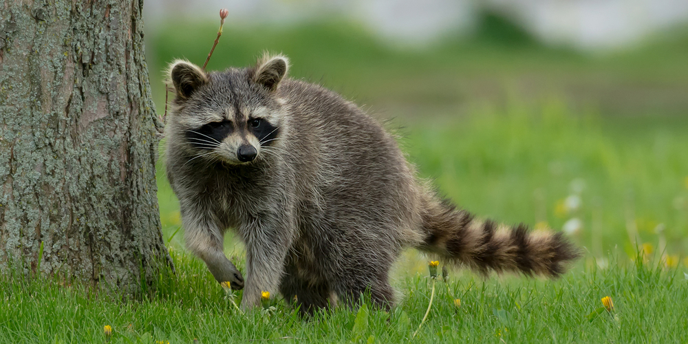 Raccoon