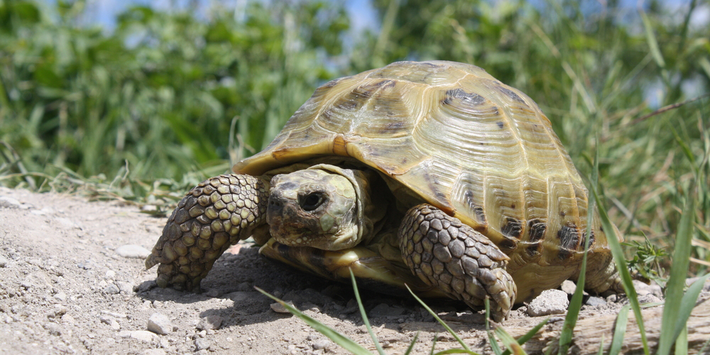 Russian Tortoise